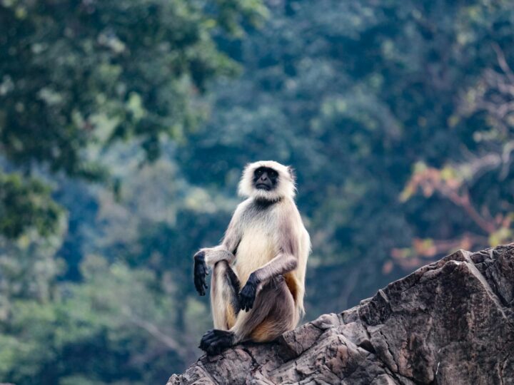 Rocher des Singes